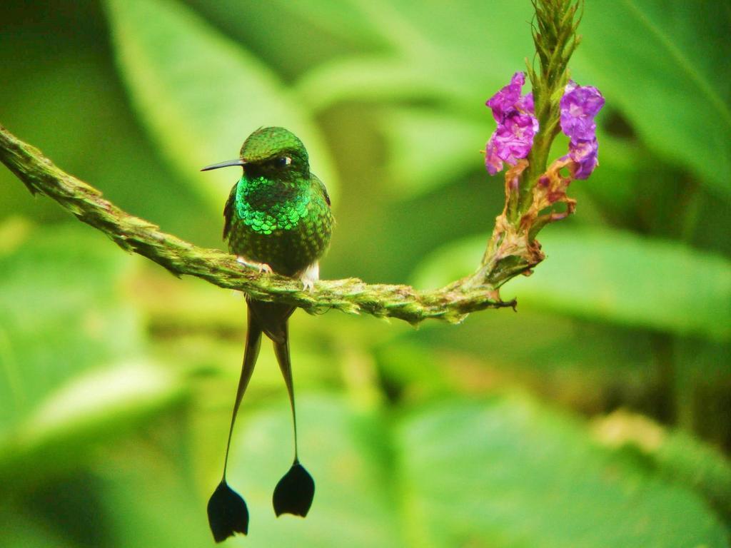 Mindo Garden Lodge And Wildlife Reserve Extérieur photo